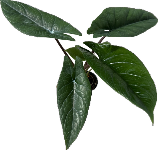 Alocasia scalprum