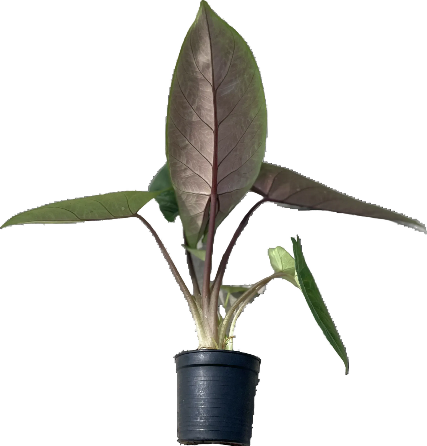 Alocasia scalprum