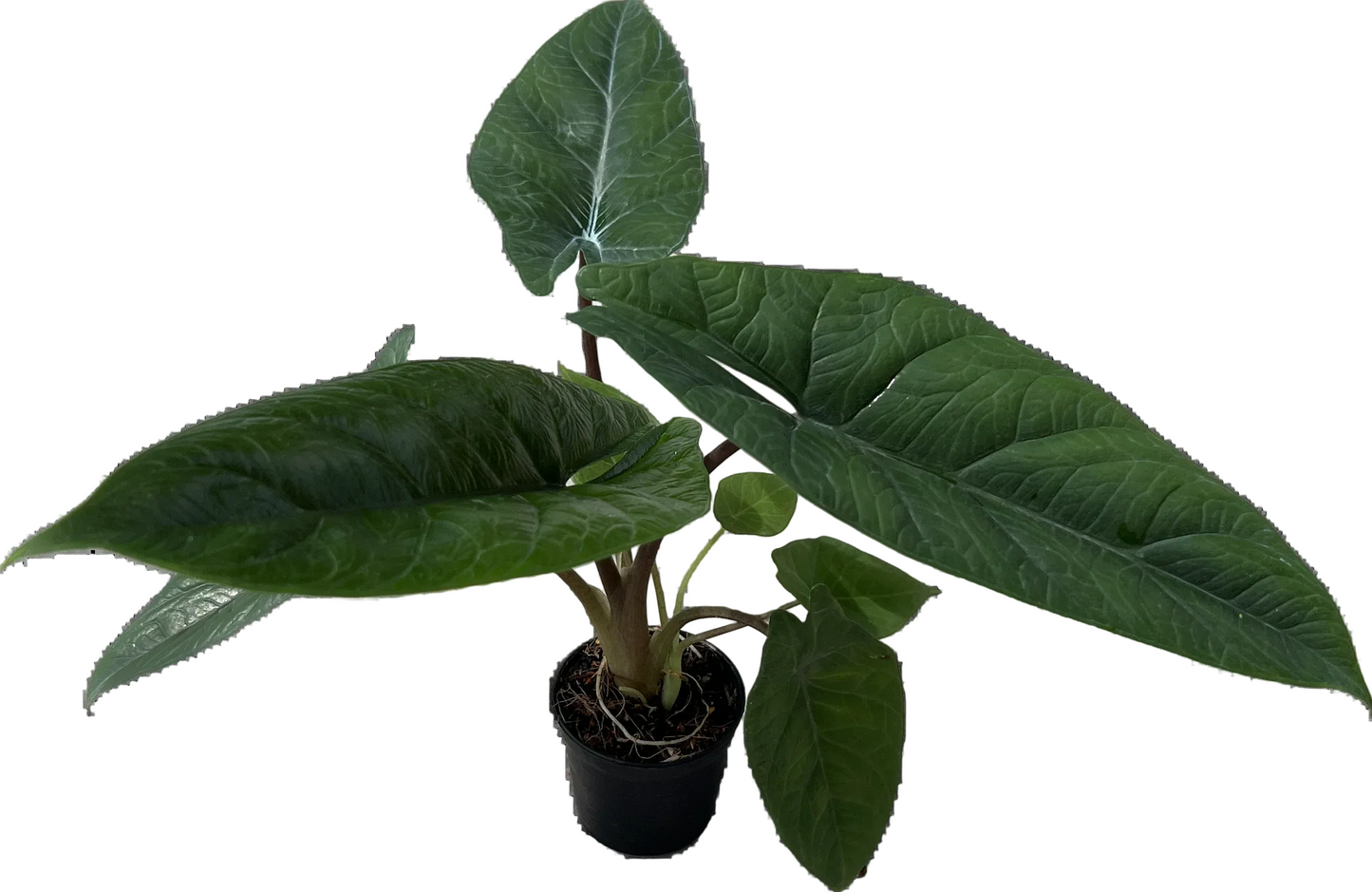 Alocasia scalprum