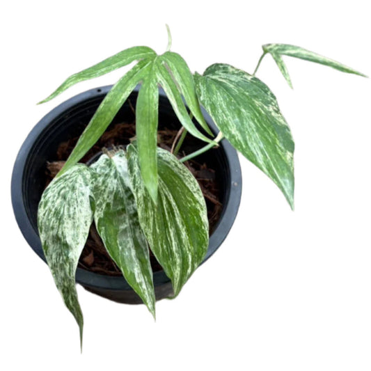 Amydrium zippelianum variegated