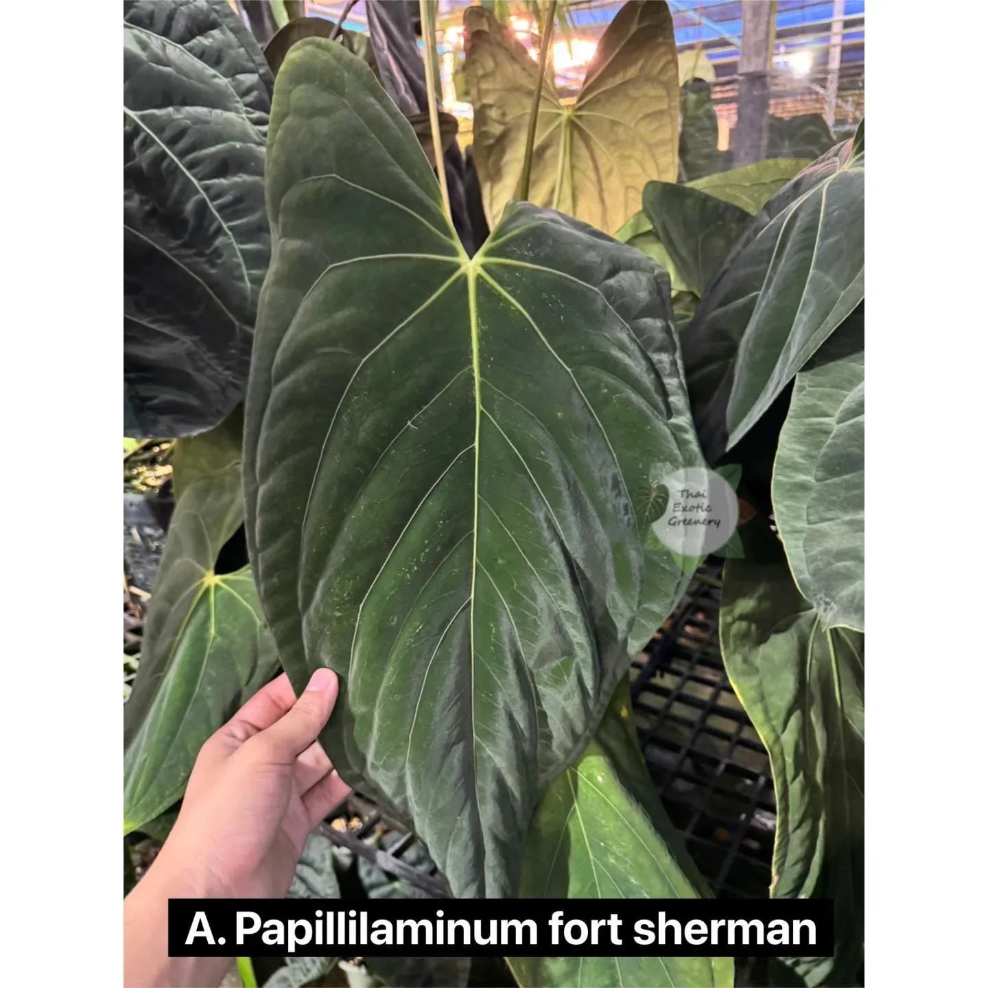 Anthurium Besseae aff x Papil Fort Sherman