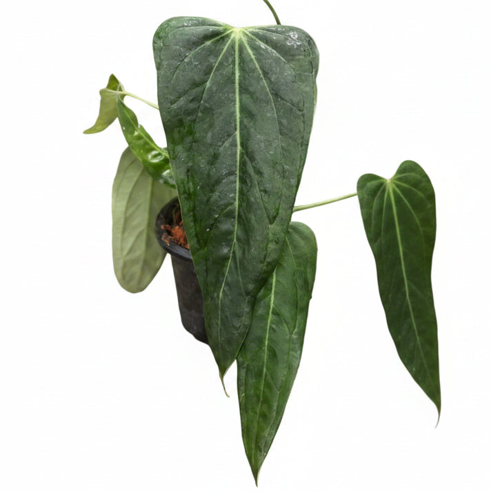 Anthurium Emerald Lance