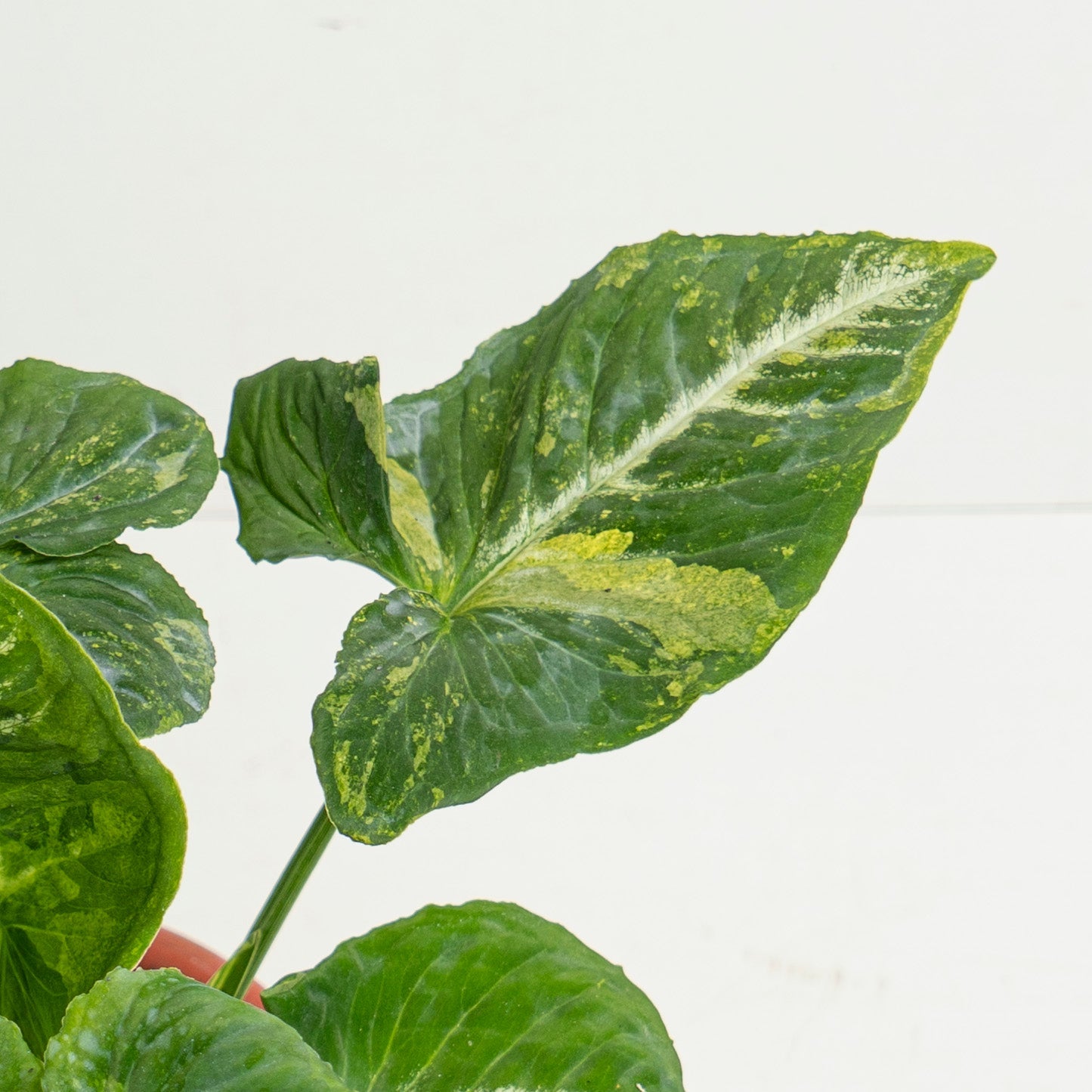 Syngonium Scrambled Eggs