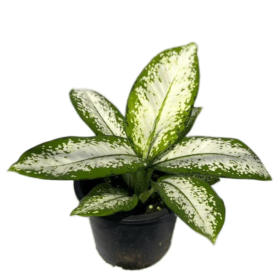 Dieffenbachia delilah