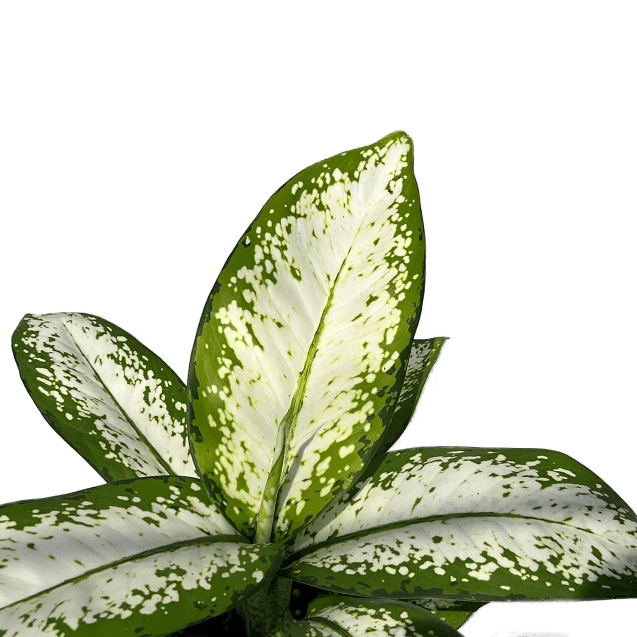 Dieffenbachia delilah