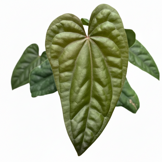 Anthurium dressleri x luxurians
