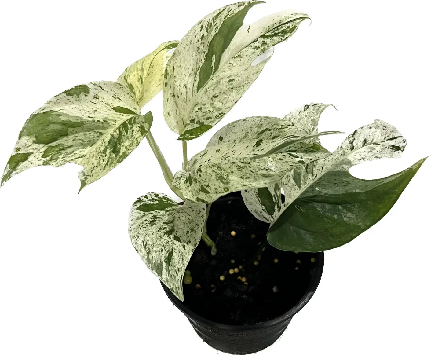 Epipremnum pinnatum marble variegated