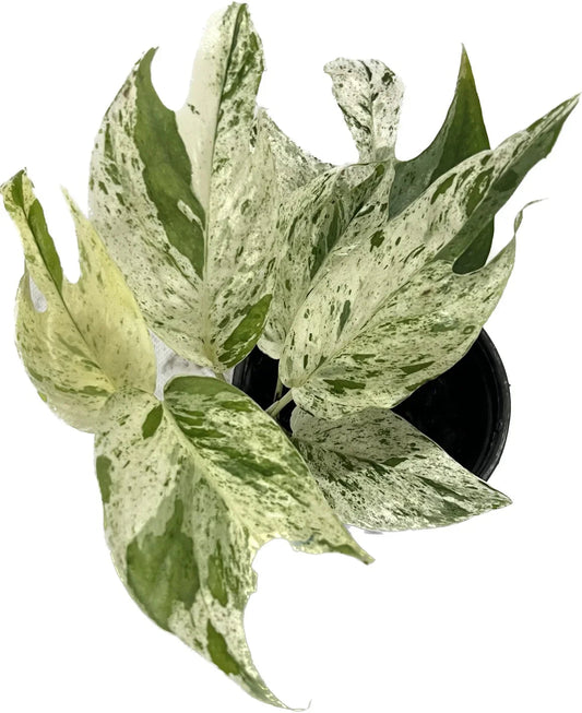 Epipremnum pinnatum marble variegated