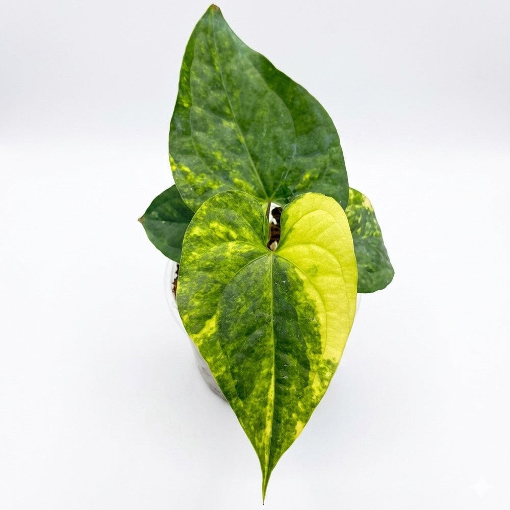 Anthurium Heart of Luck Variegated