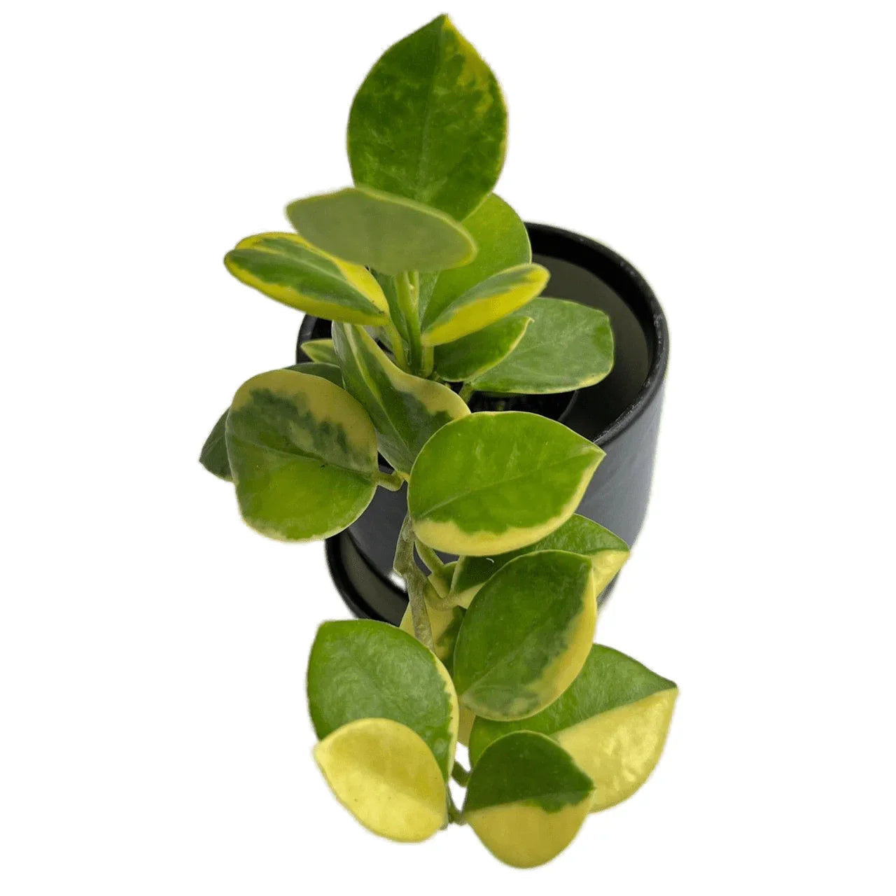 Hoya australis albomarginata