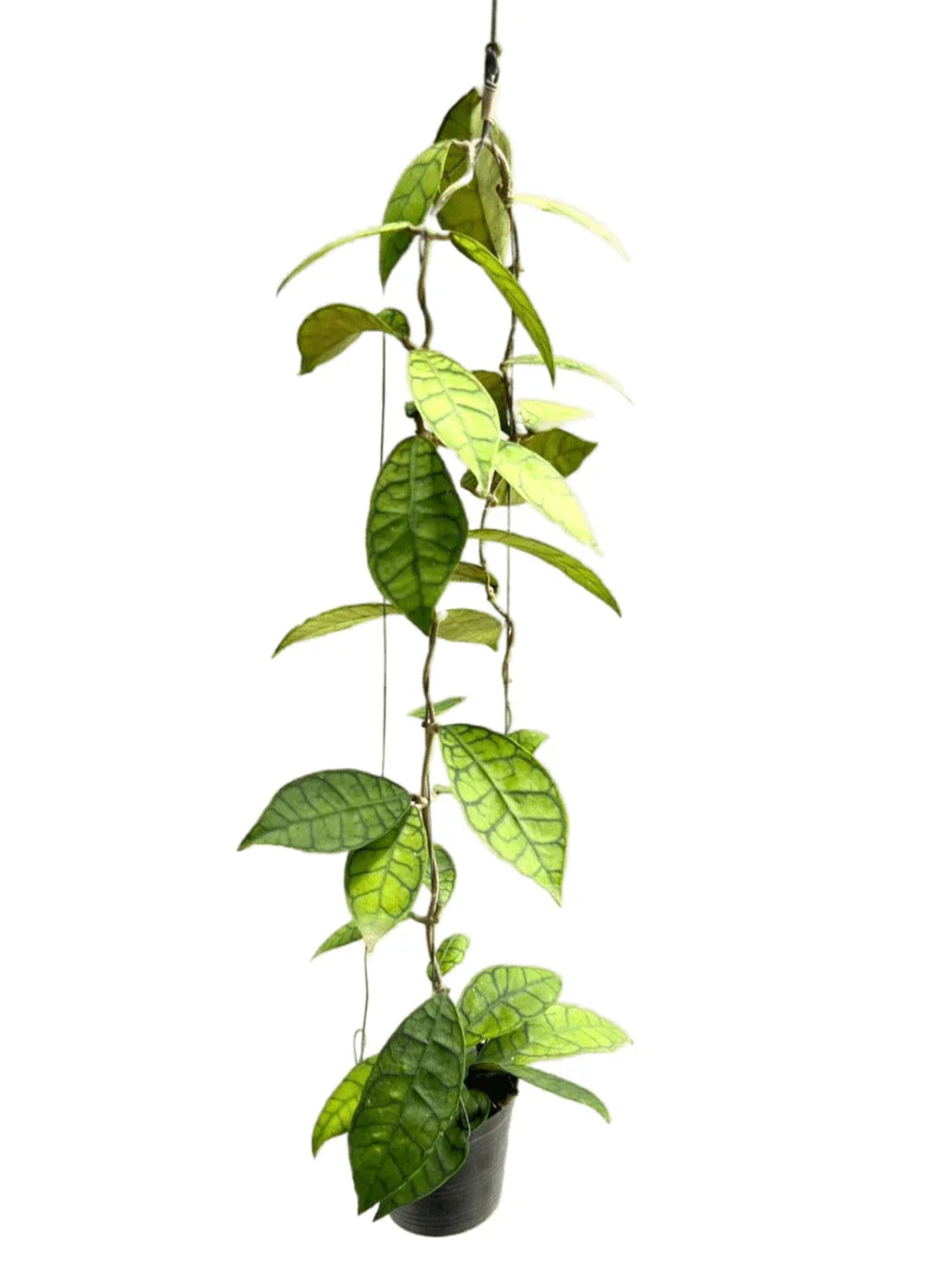 Hoya callistophylla