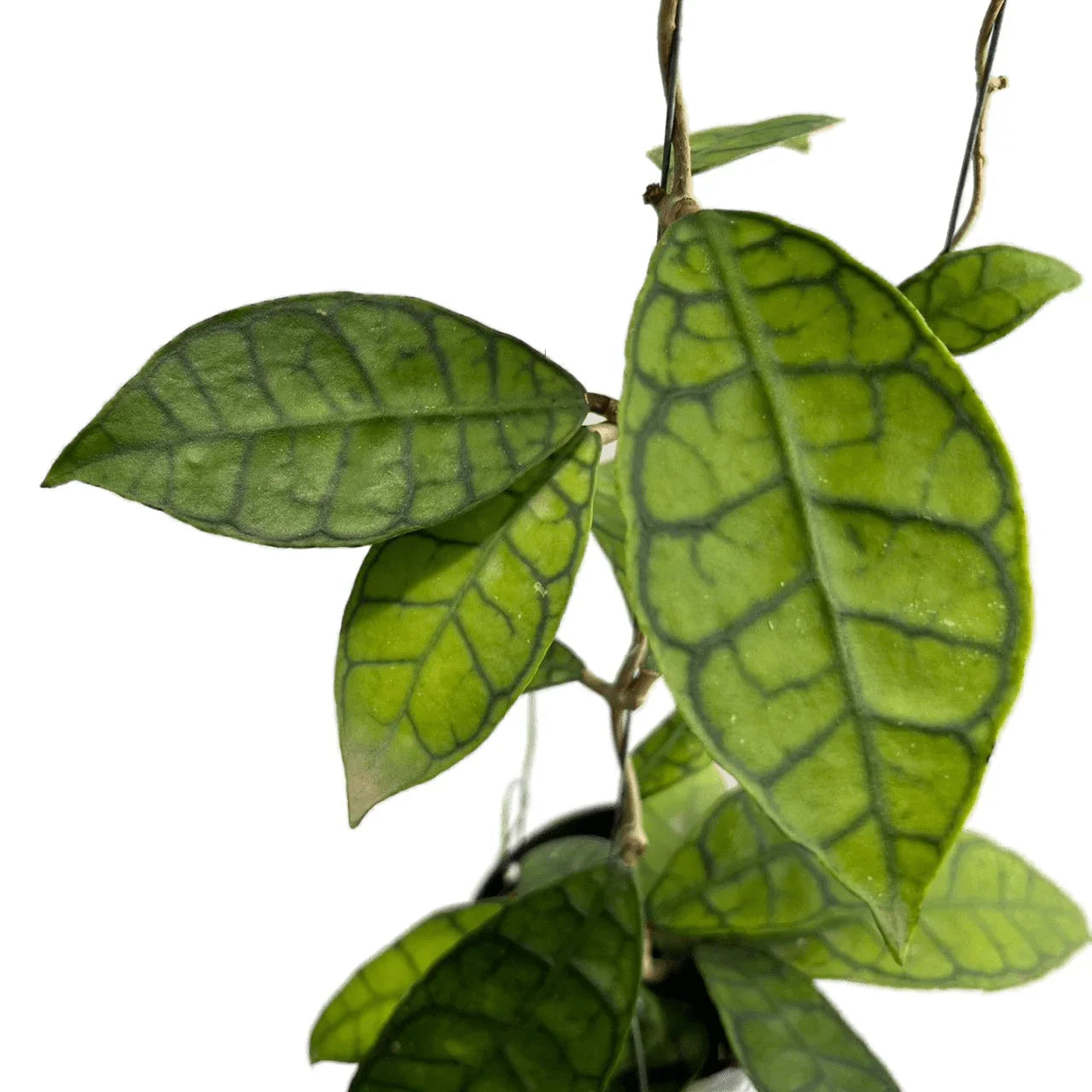 Hoya callistophylla
