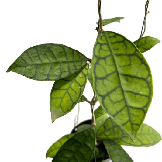 Hoya callistophylla