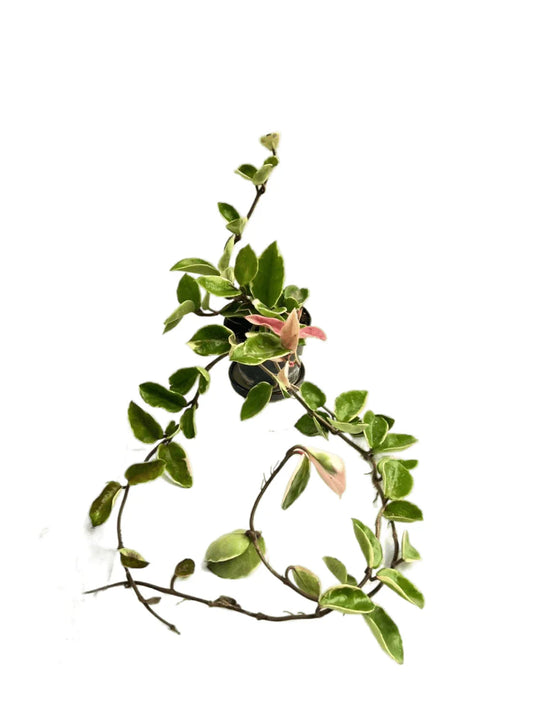 Hoya carnosa outer albo