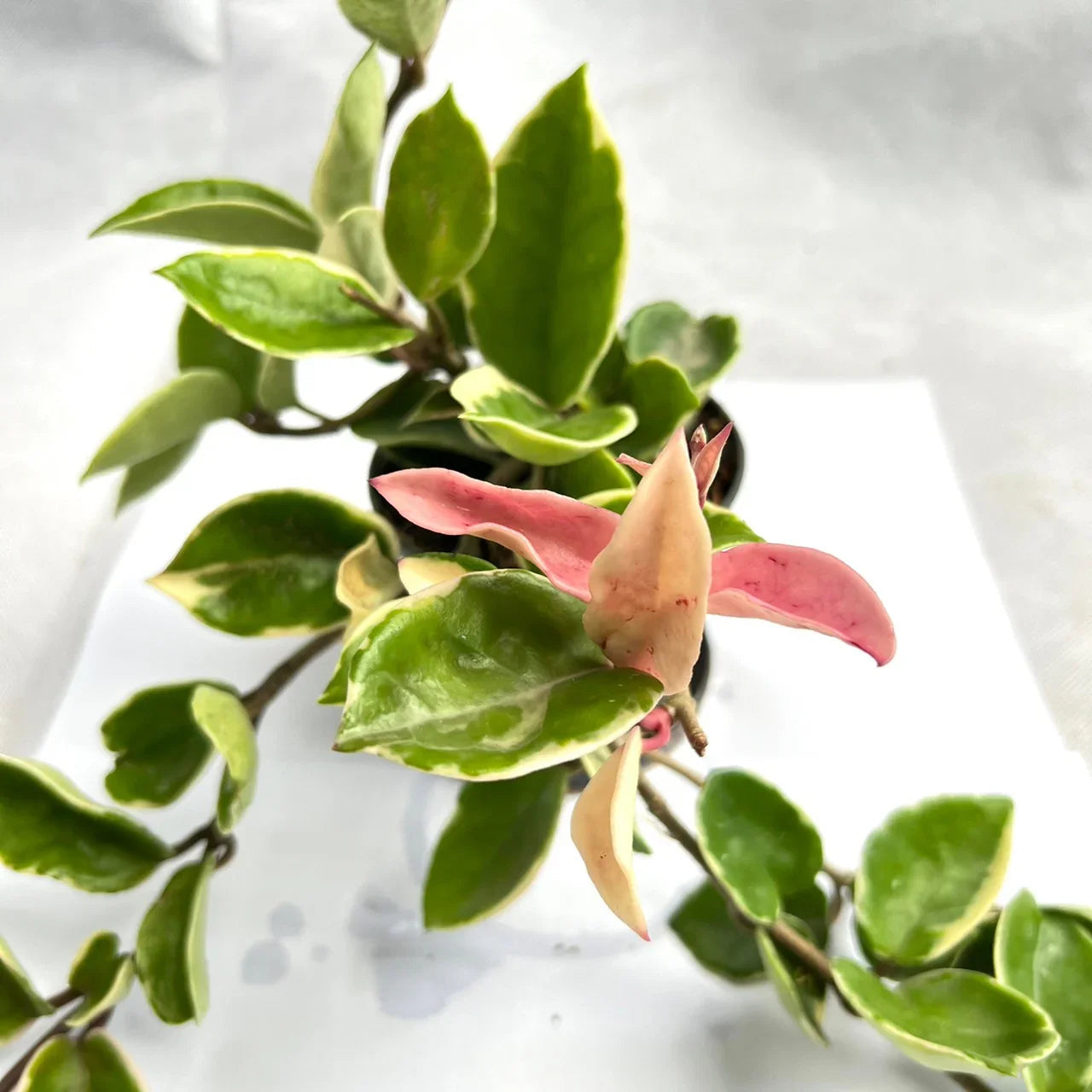 Hoya carnosa outer albo