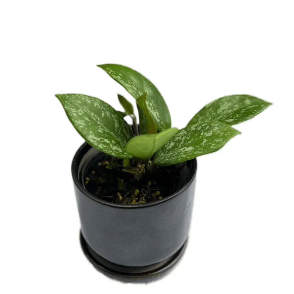 Hoya carnosa splash