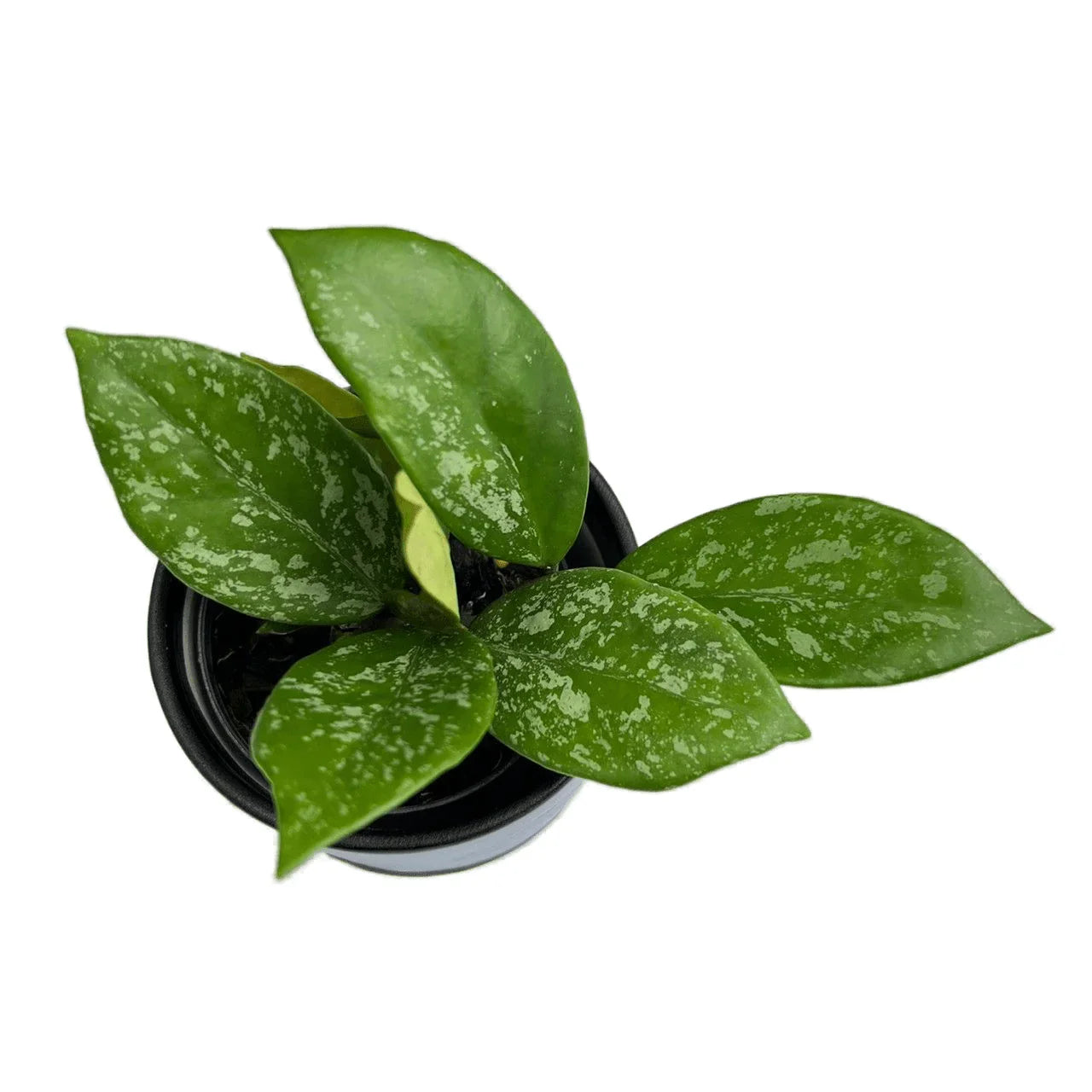 Hoya carnosa splash