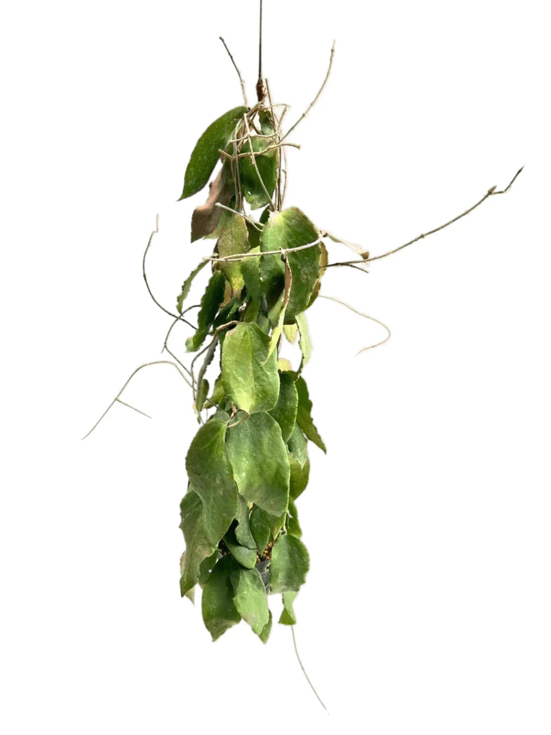 Hoya caudata big leaf