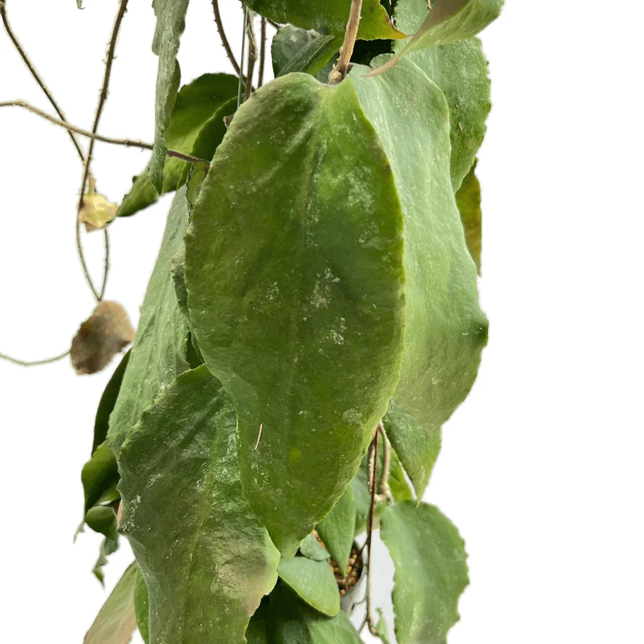 Hoya caudata big leaf