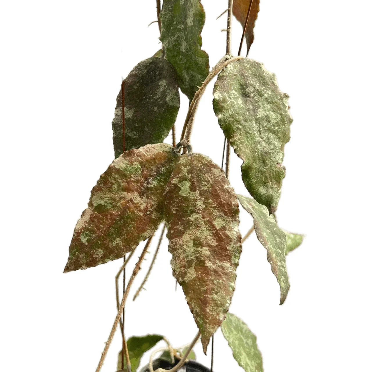 Hoya caudata silver gold
