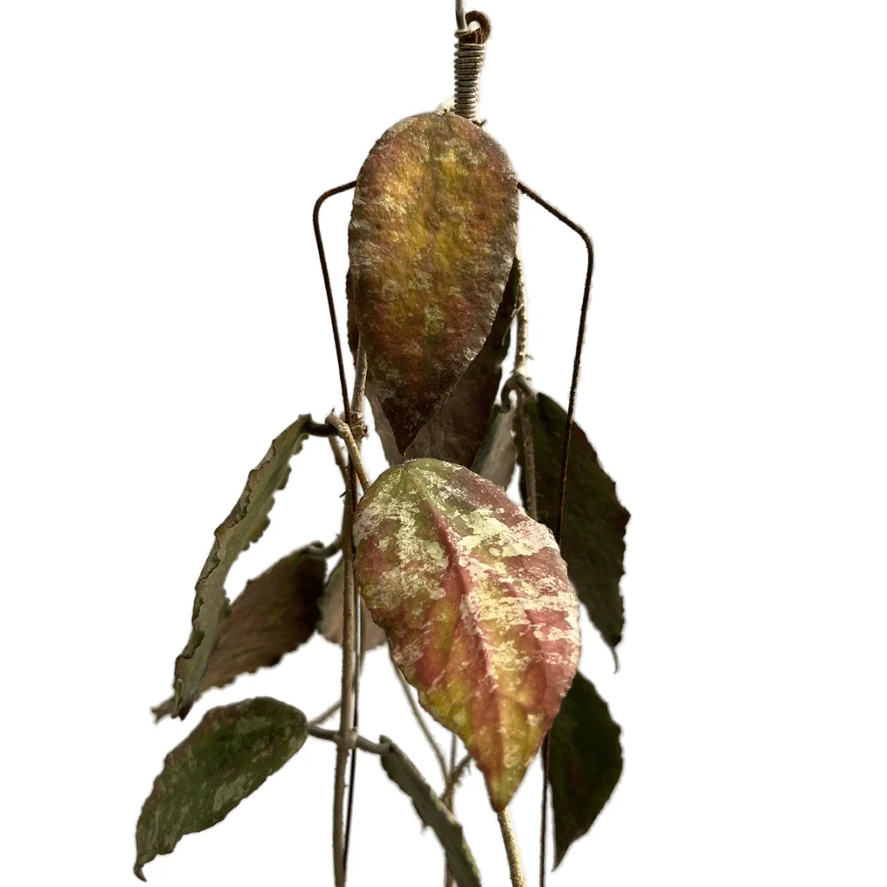 Hoya caudata silver gold