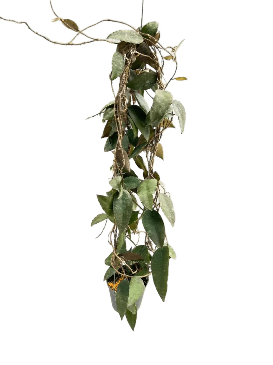 Hoya caudata sumatra