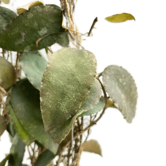Hoya caudata sumatra