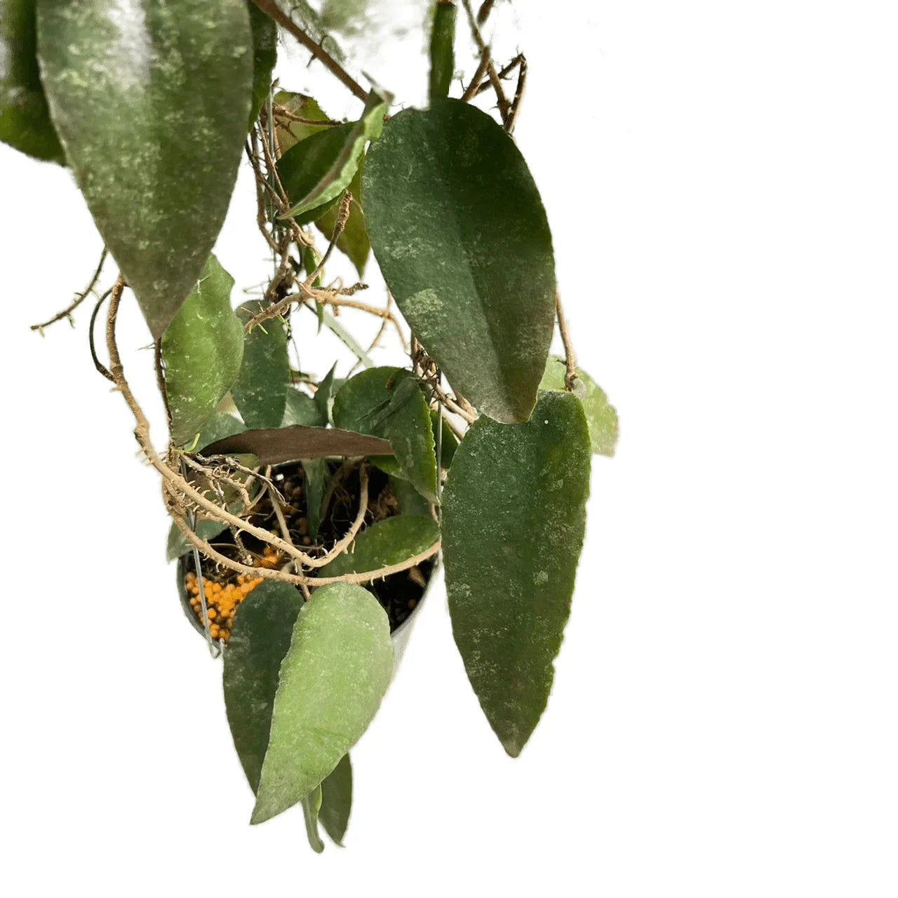 Hoya caudata sumatra