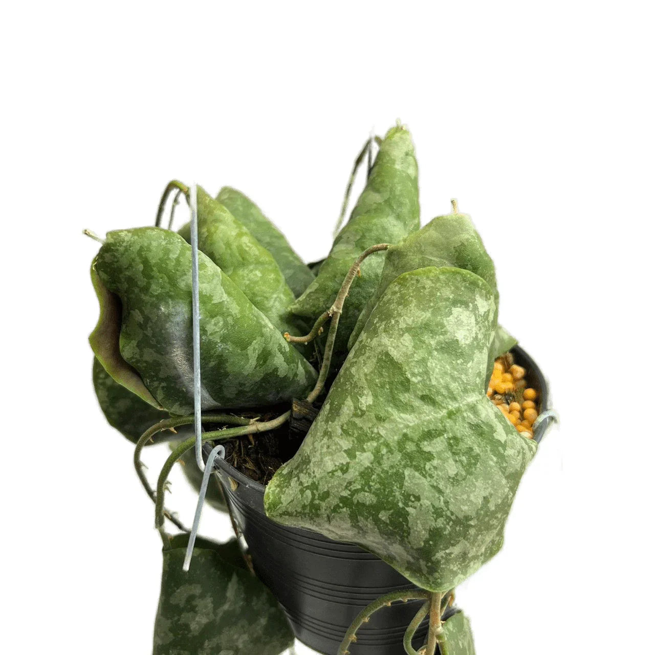 Hoya imbricata