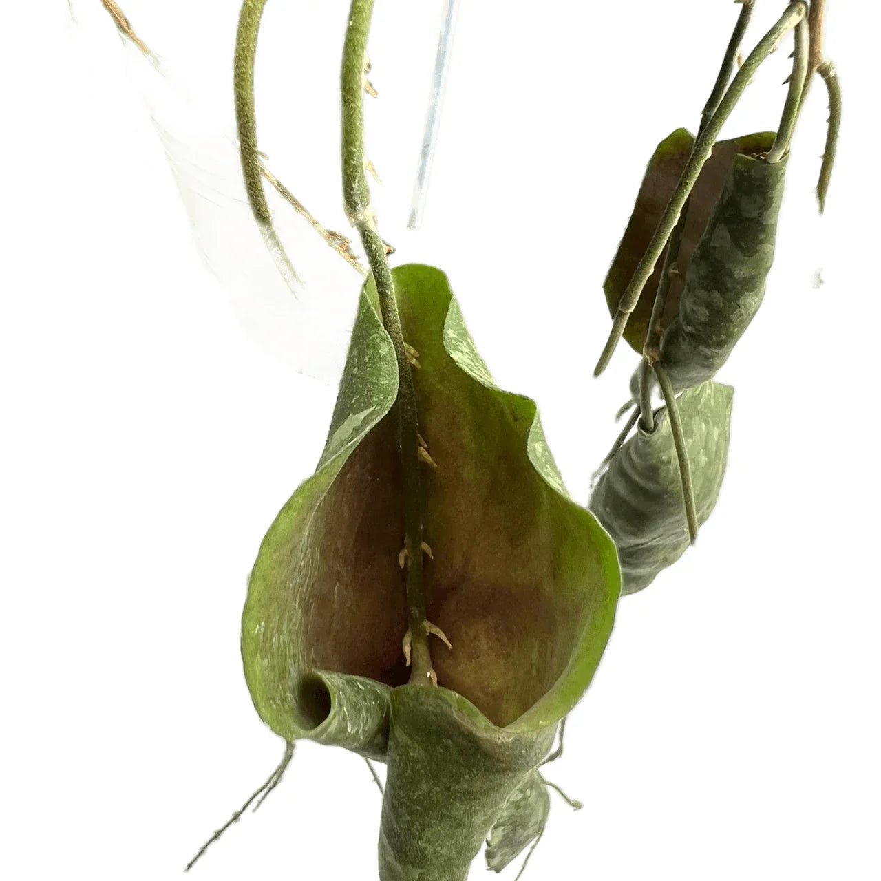 Hoya imbricata