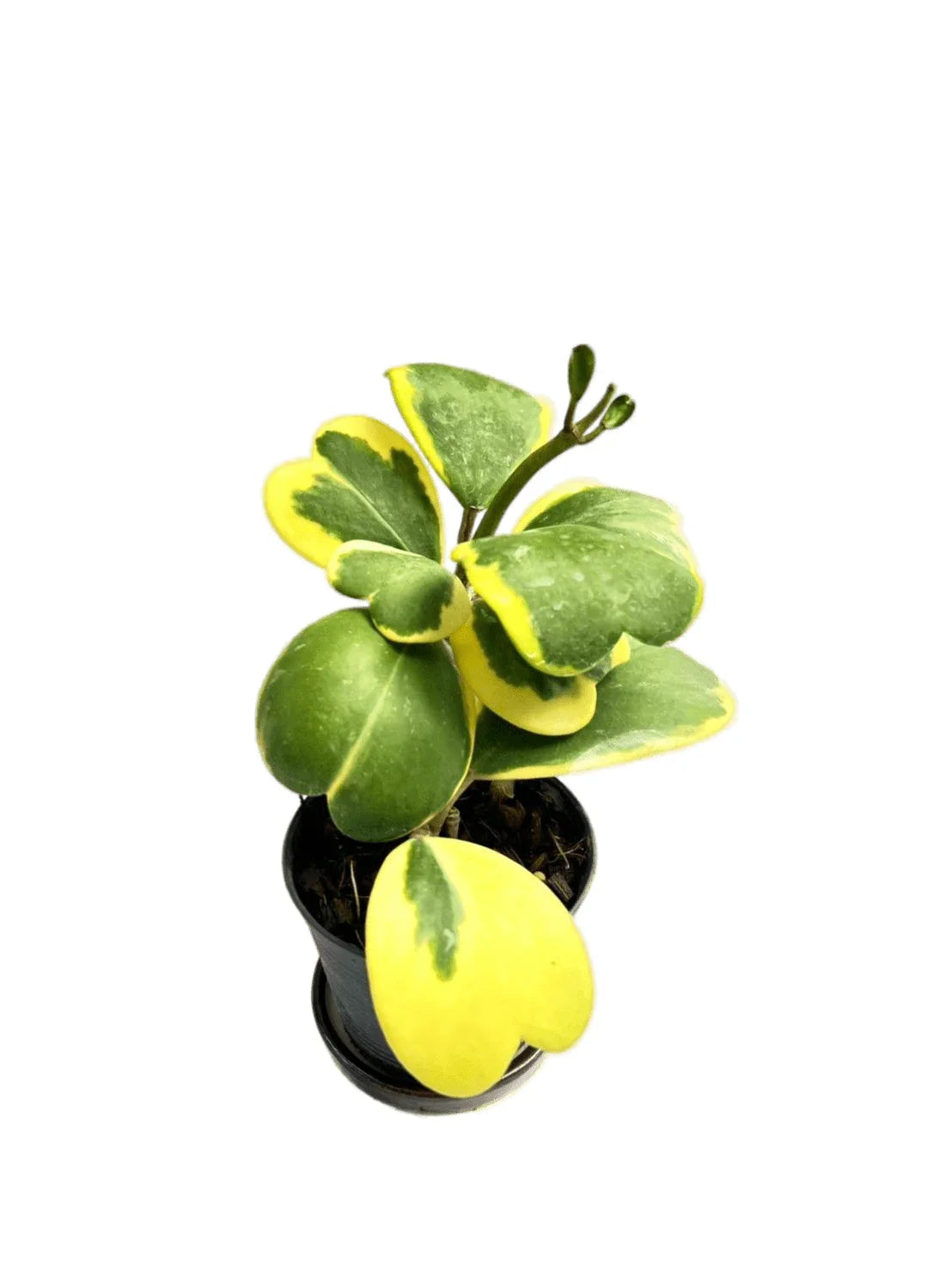 Hoya kerrii albo