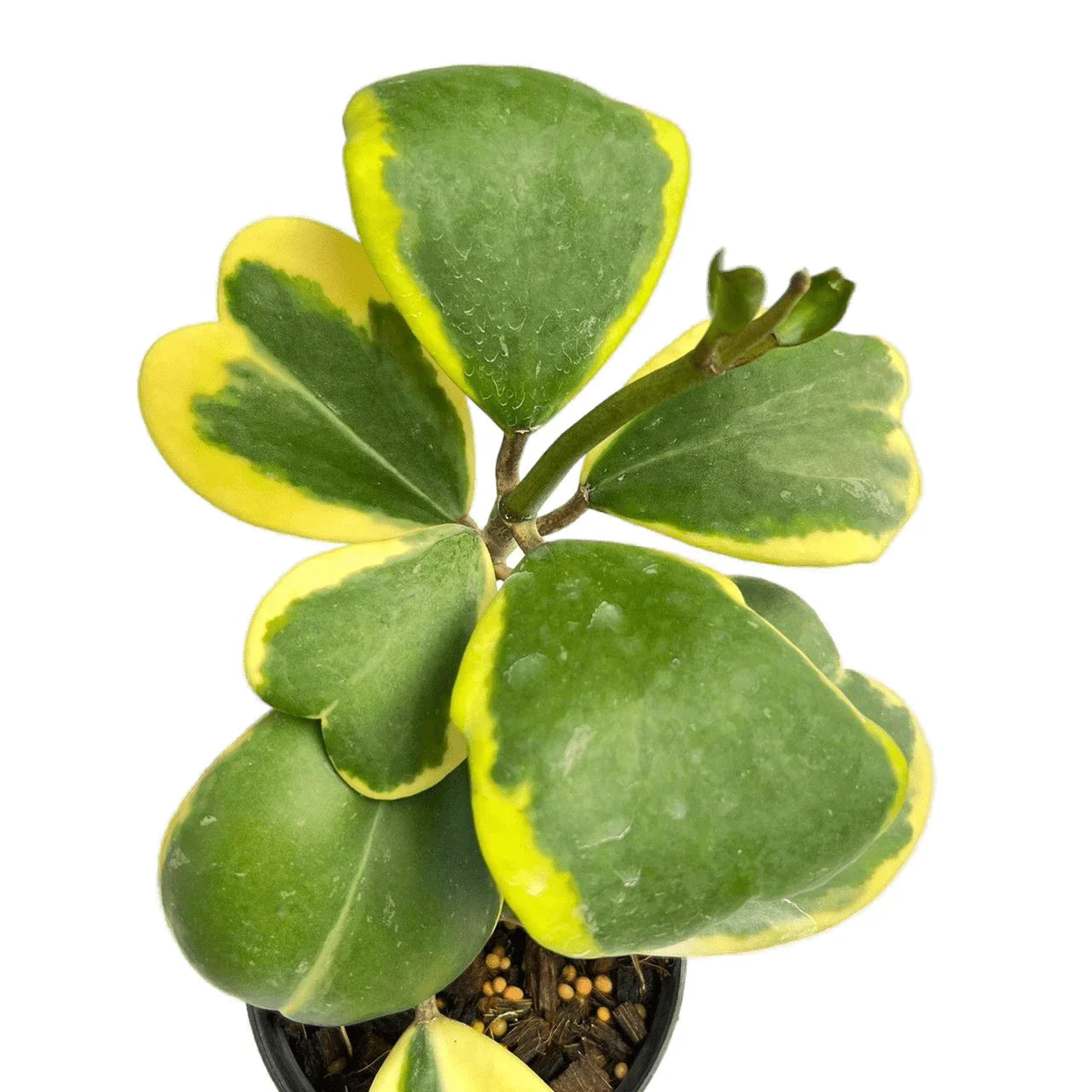Hoya kerrii albo