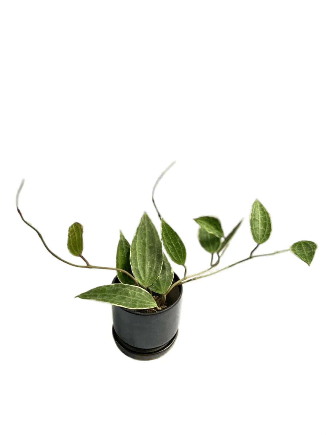 Hoya macrophylla variegated