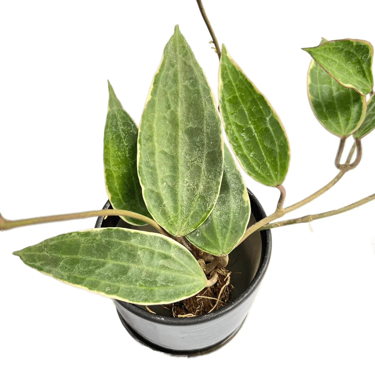 Hoya macrophylla variegated