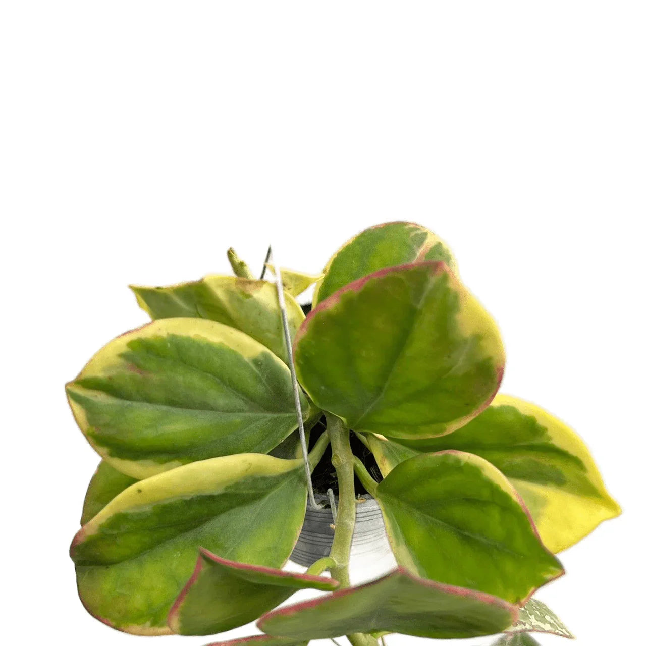 Hoya pachyclada albo