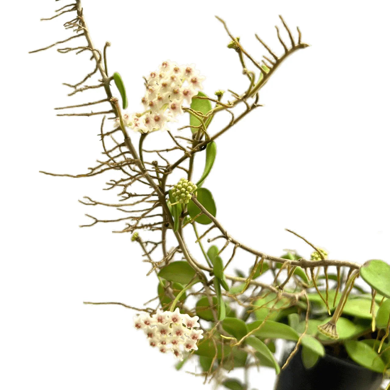 Hoya spp mali