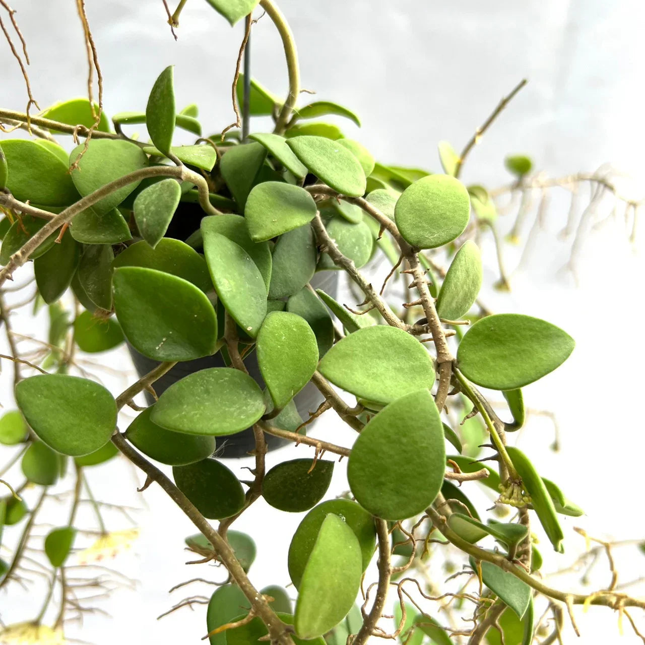 Hoya spp mali
