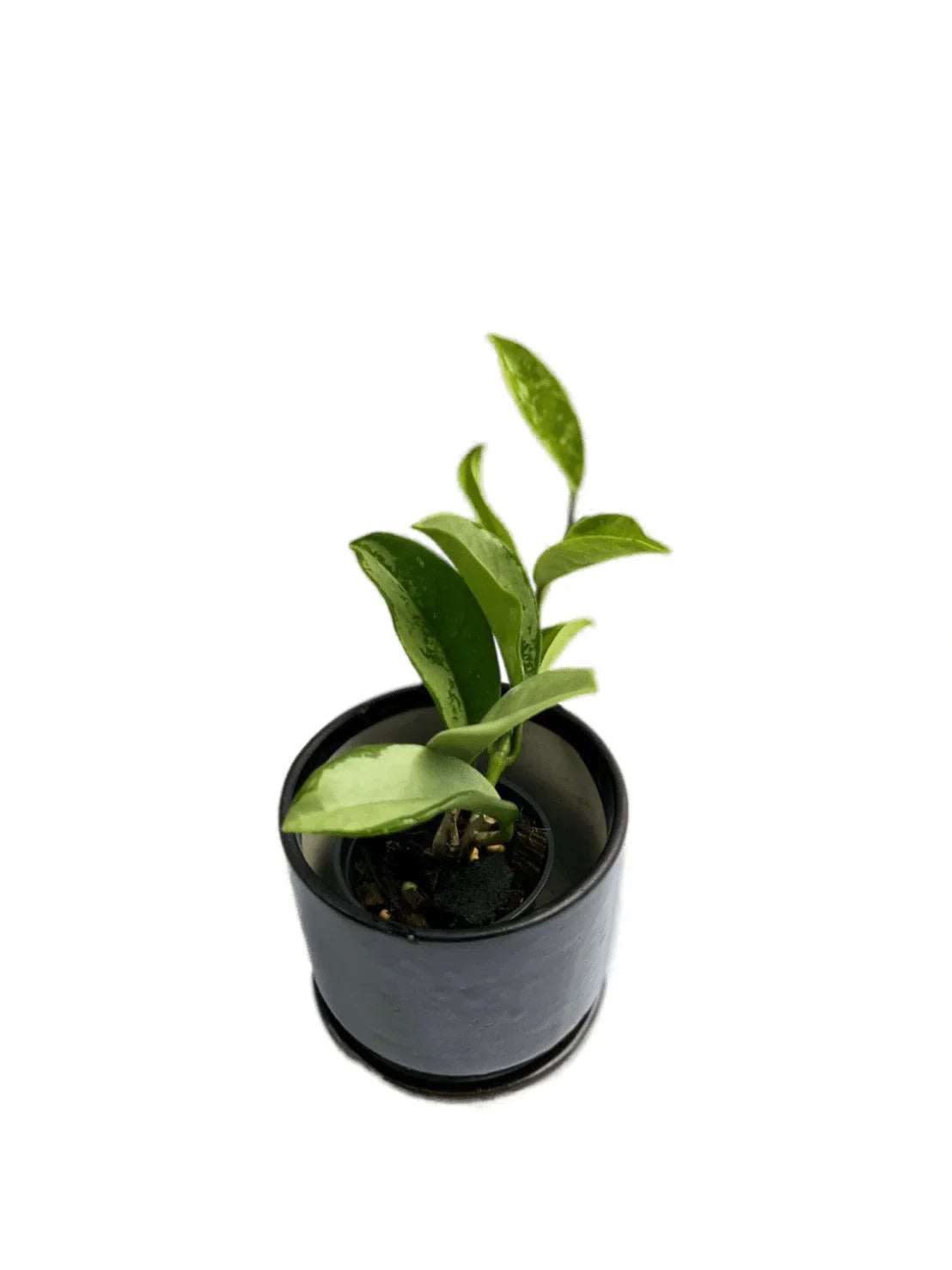 Hoya silvermoon