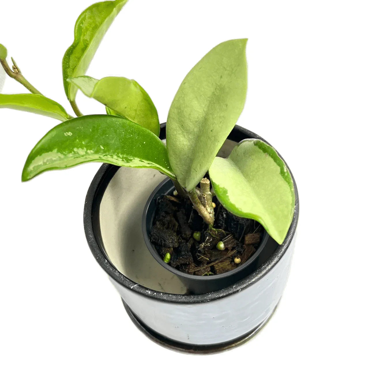 Hoya silvermoon