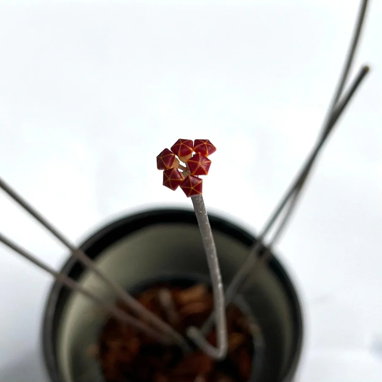 Hoya Spartioides