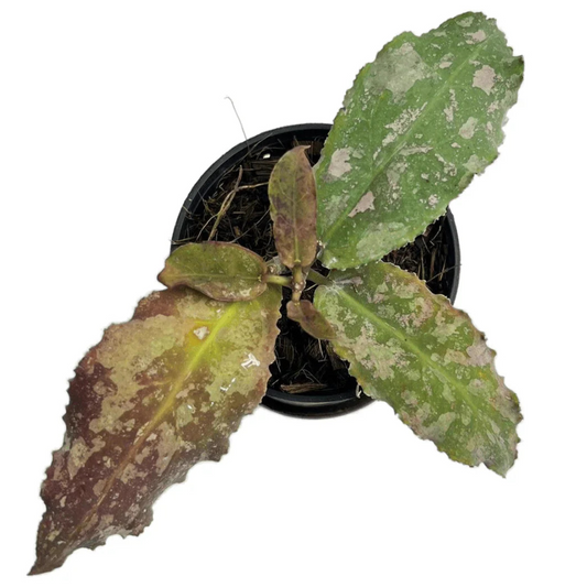 Hoya undulata