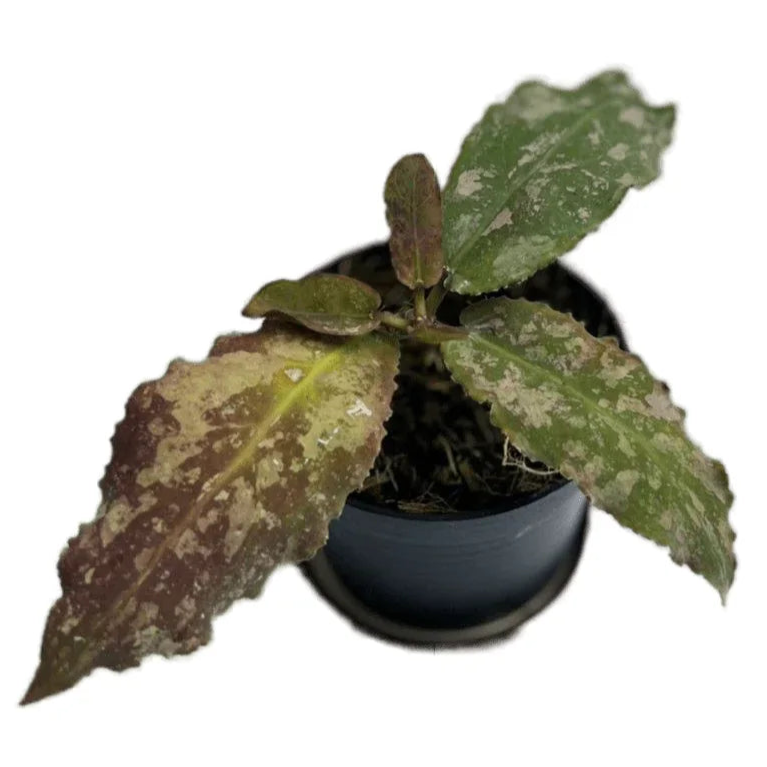Hoya undulata