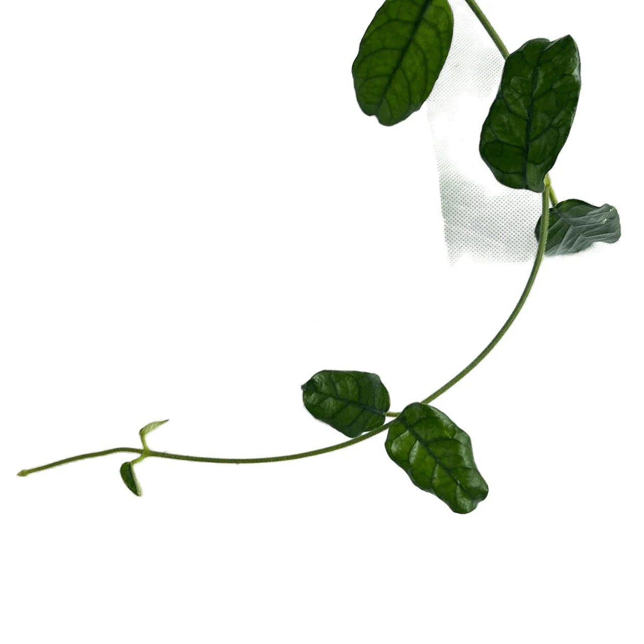 Hoya villosa