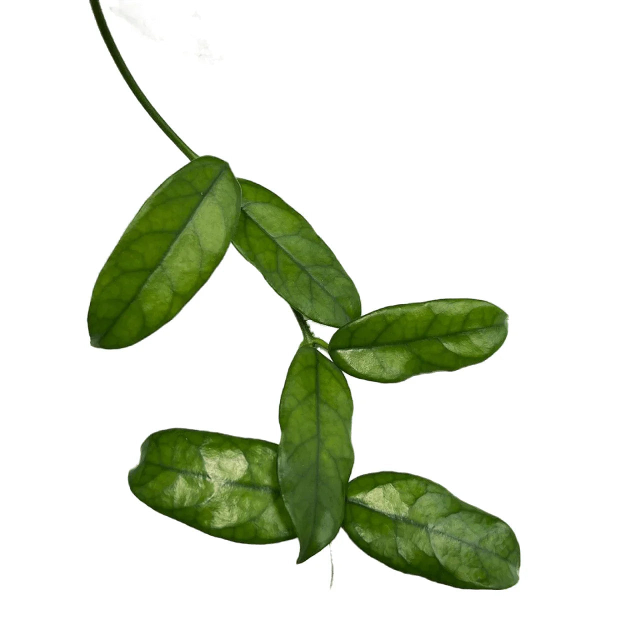 Hoya villosa long leaf