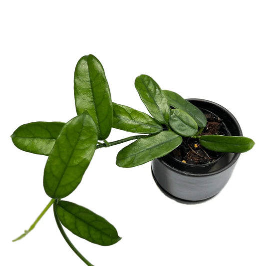 Hoya villosa long leaf