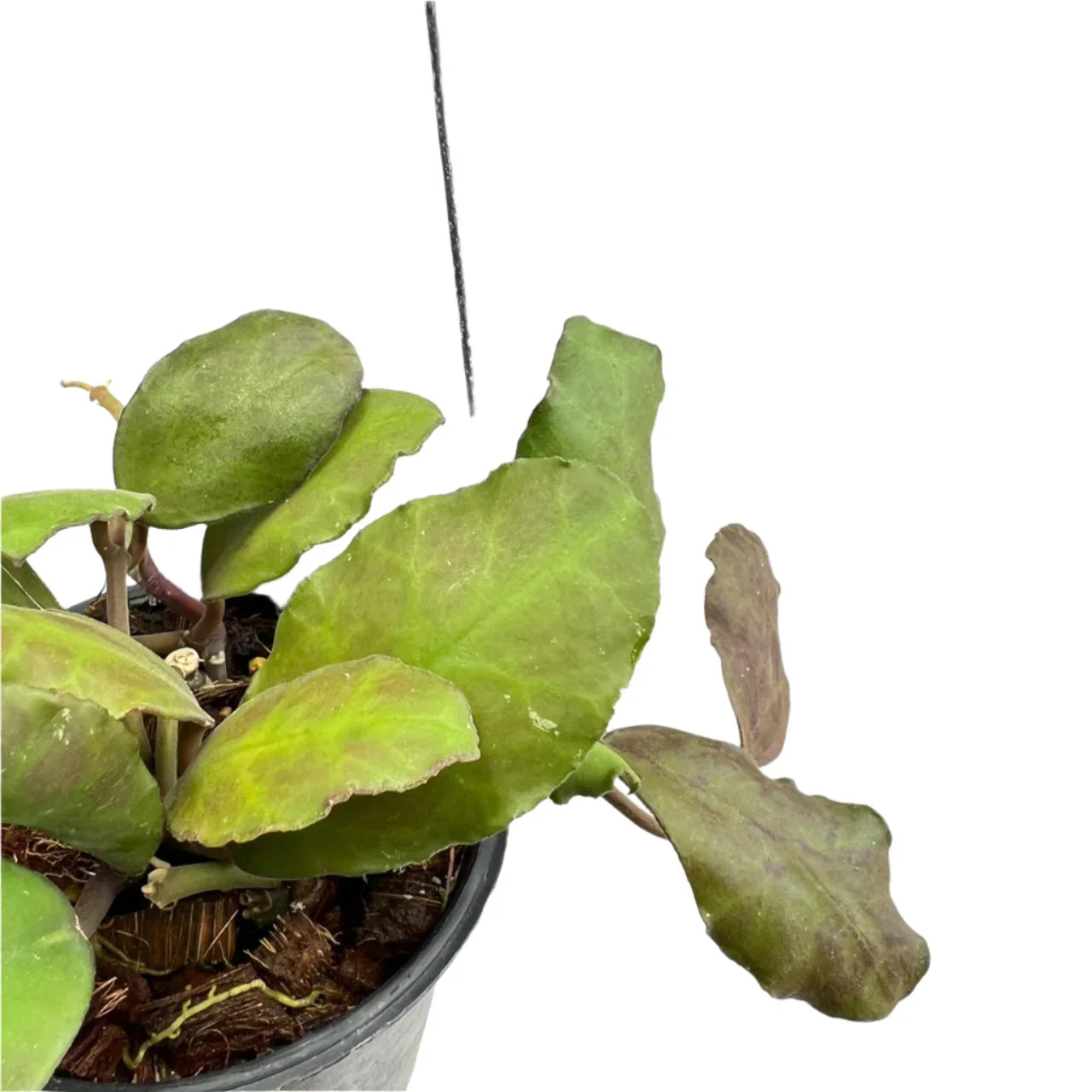 Hoya waymania