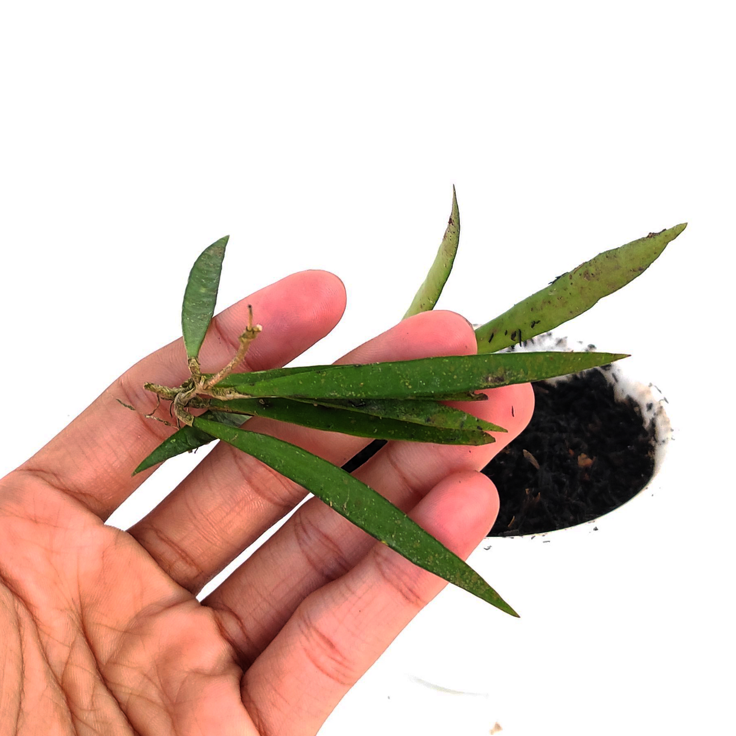 Hoya Shepherdii