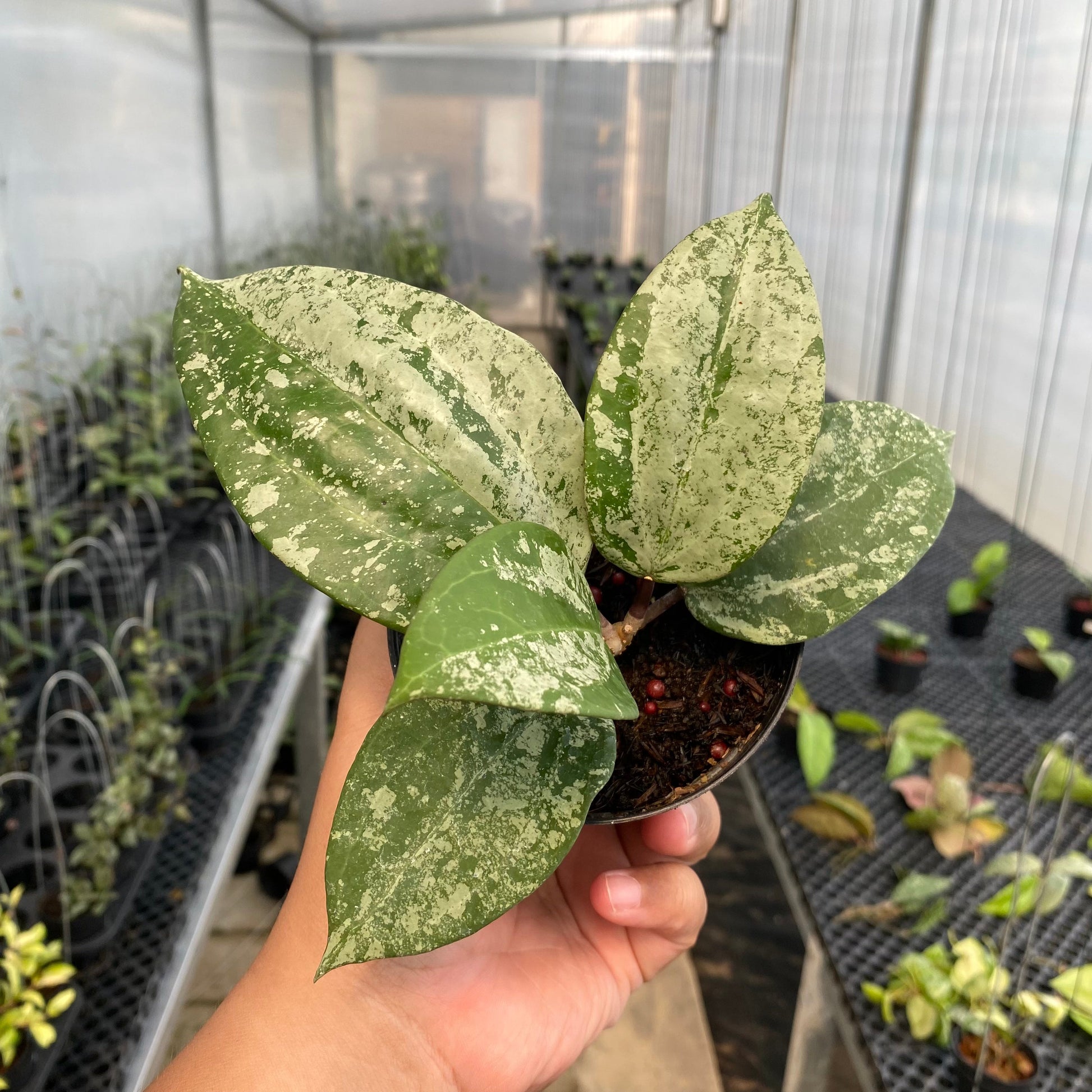 Hoya Latifolia MRH - Indonesian Rare Plants