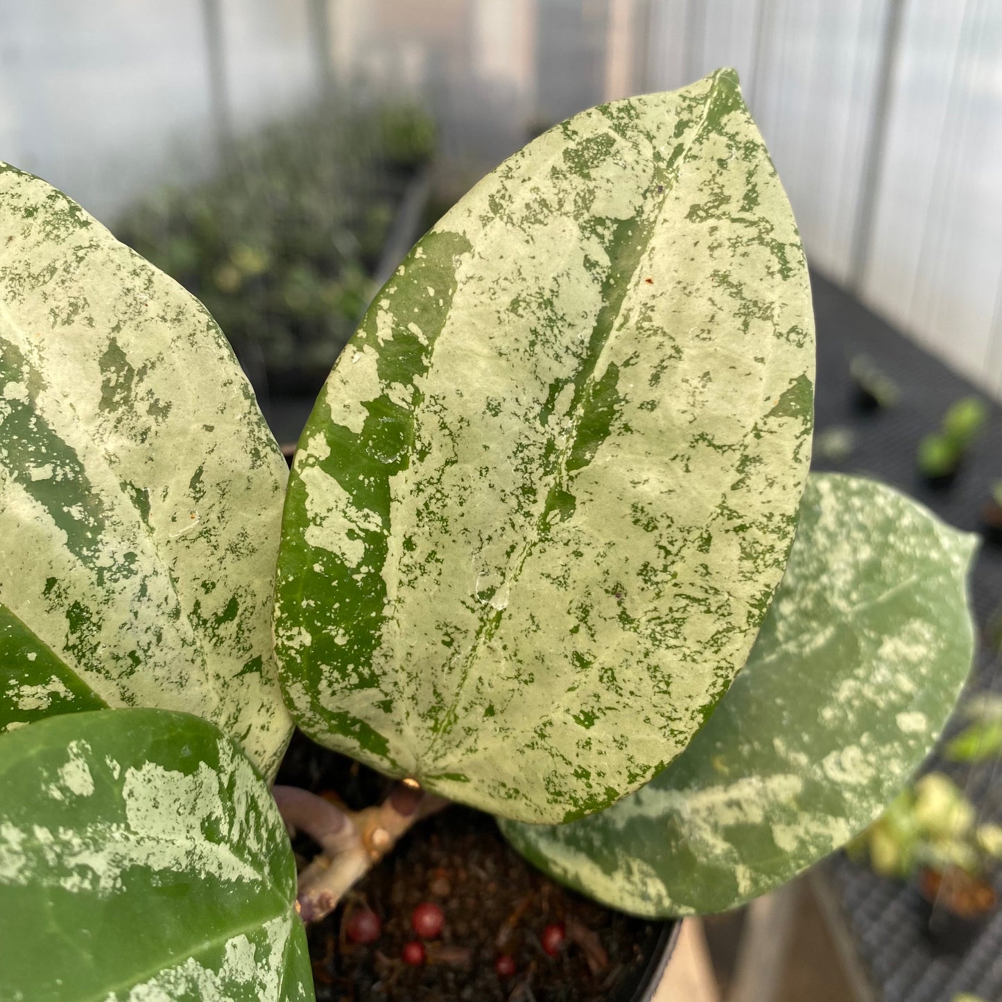 Hoya Latifolia MRH