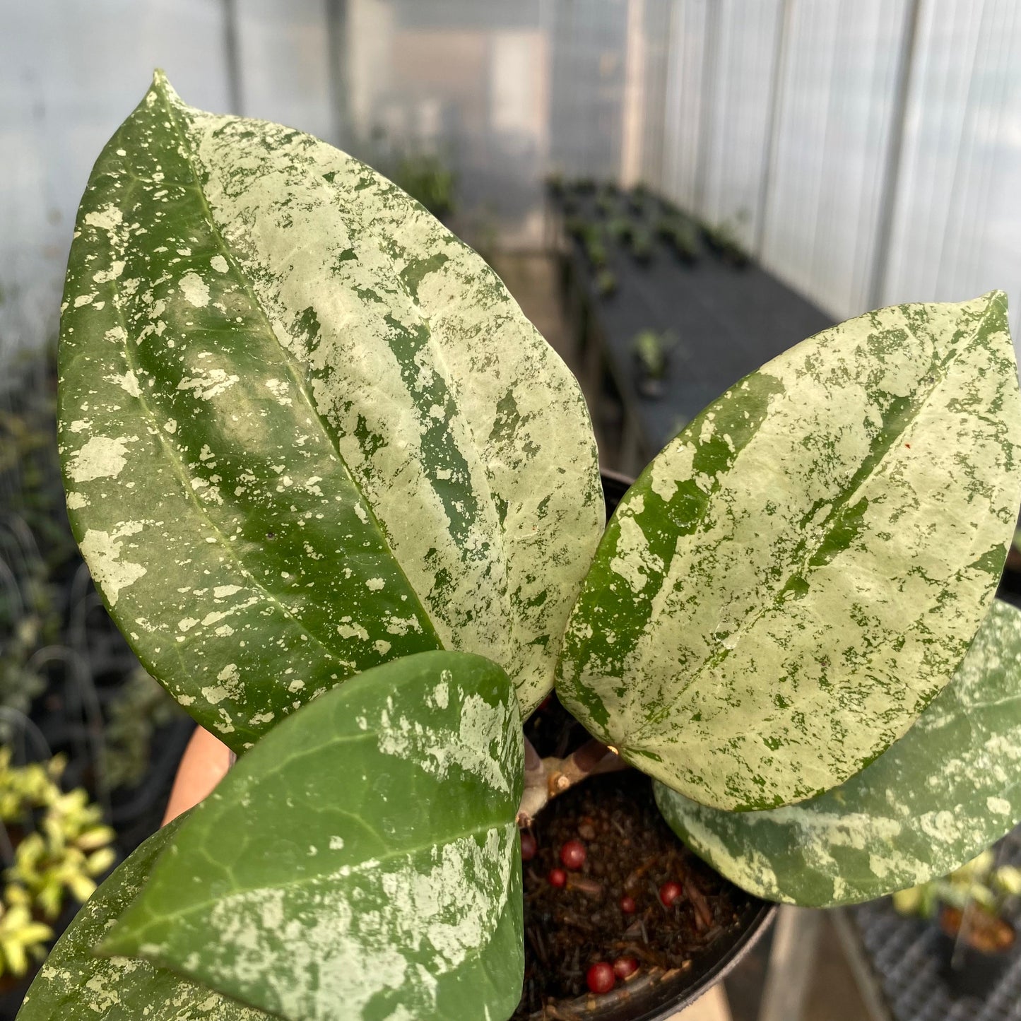 Hoya Latifolia MRH